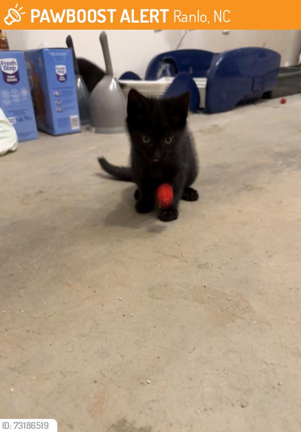Found/Stray Unknown Cat last seen Mountain View neighborhood, Ranlo, NC 28054