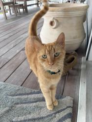 Found/Stray Male Cat last seen #10 Oxford St, Wrightsville Beach, NC 28480