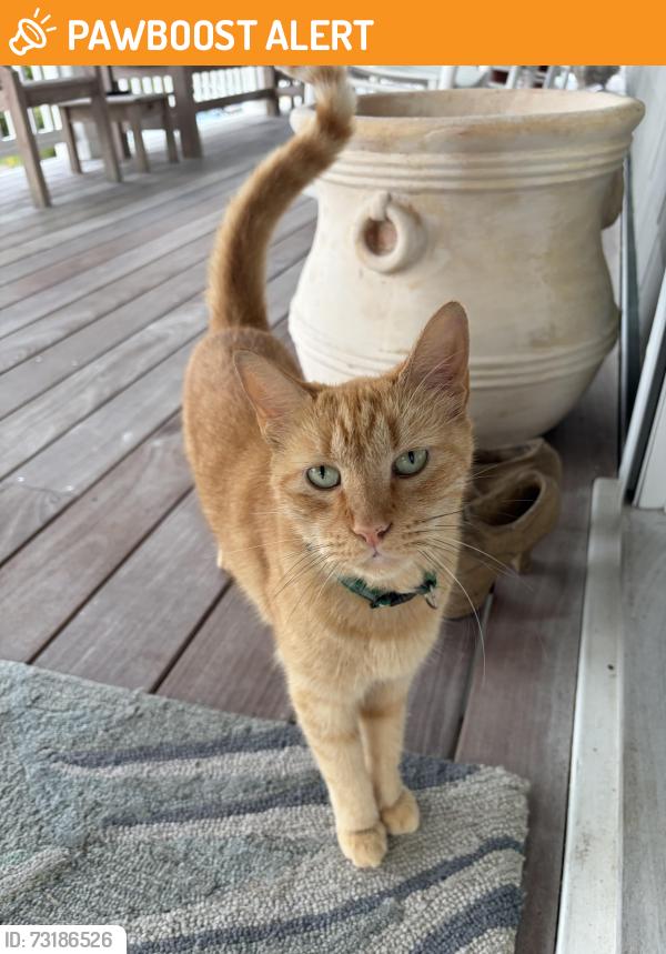 Found/Stray Male Cat last seen #10 Oxford St, Wrightsville Beach, NC 28480