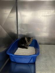 Shelter Stray Female Cat last seen Near E 236th St, Cicero City, IN, 10501 Hague Rd, Fishers, IN 46038, USA