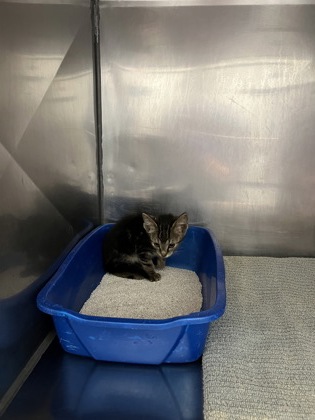 Shelter Stray Female Cat last seen Near E 236th St, Cicero City, IN, 10501 Hague Rd, Fishers, IN 46038, USA