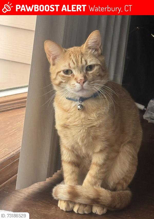 Lost Male Cat last seen Buck ridge rd, Waterbury, CT 06704