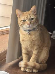 Lost Male Cat last seen Buck ridge rd, Waterbury, CT 06704