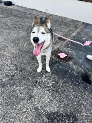 Found/Stray Male Dog last seen Westheimer and Weslayan, Houston, TX 77027