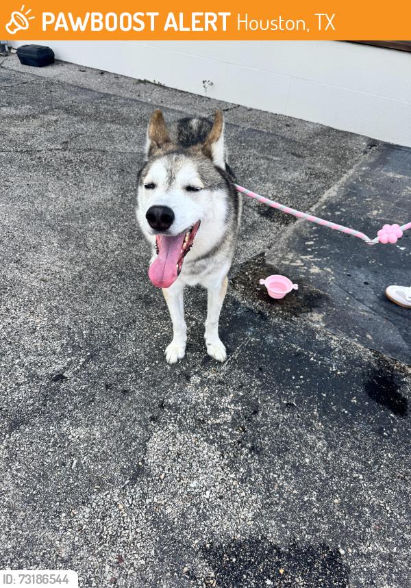 Found/Stray Male Dog last seen Westheimer and Weslayan, Houston, TX 77027