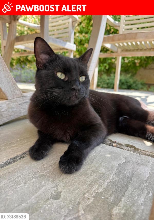 Lost Female Cat last seen paulies court, st leonards street, st pauls street area, Lincolnshire, England 