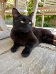 Lost Female Cat last seen paulies court, st leonards street, st pauls street area, Lincolnshire, England 
