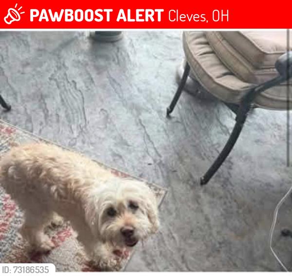Lost Female Dog last seen Greenshire Commons Wesselman Rd, Cleves, OH 45002