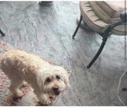 Lost Female Dog last seen Greenshire Commons Wesselman Rd, Cleves, OH 45002