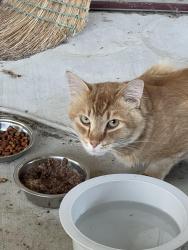 Found/Stray Male Cat last seen Rangewood Drive and Loveridge intersection Pittsburg, California, Pittsburg, CA 94565