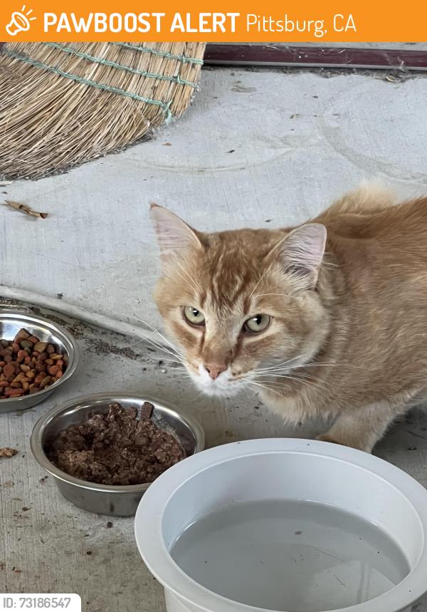 Found/Stray Male Cat last seen Rangewood Drive and Loveridge intersection Pittsburg, California, Pittsburg, CA 94565