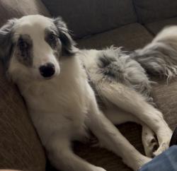 Reunited Male Dog last seen Dog Park 8pm, Aurora, CO 80014