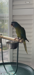 Lost Male Bird last seen Jog and Forest Hill Blvd, Greenacres, FL 33413