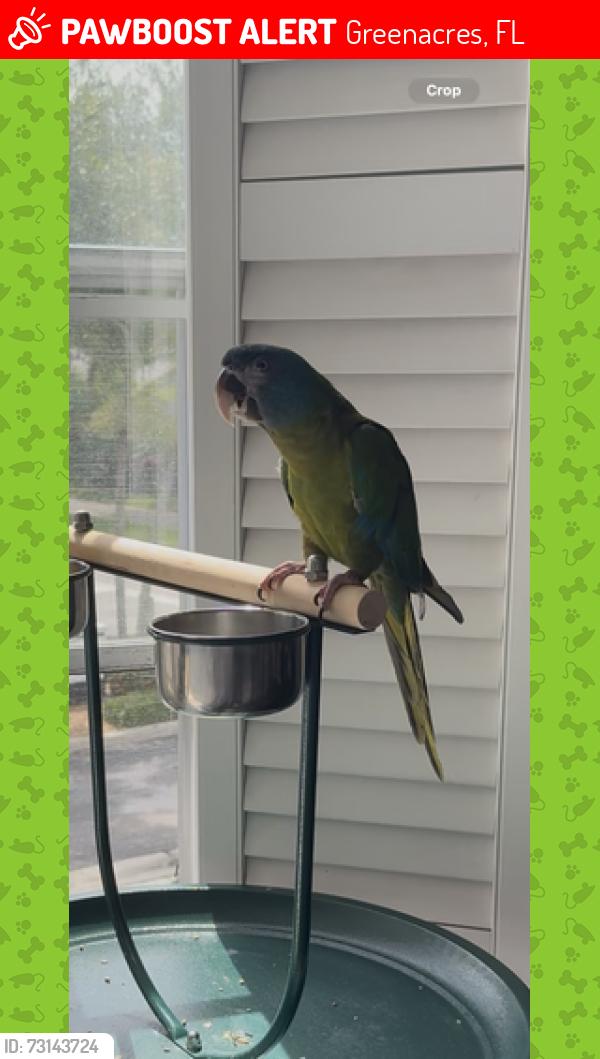 Lost Male Bird last seen Jog and Forest Hill Blvd, Greenacres, FL 33413