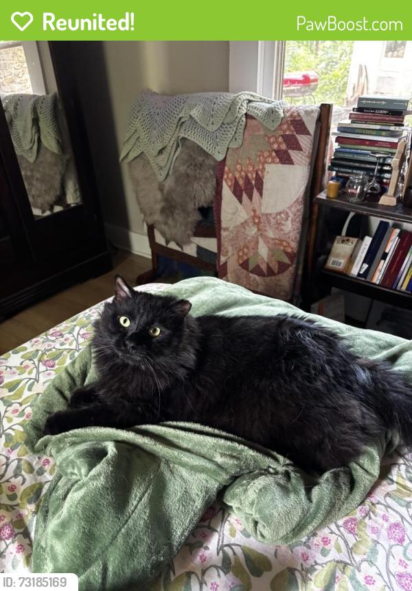 Reunited Male Cat last seen South French Broad Avenue, Asheville, NC 28801