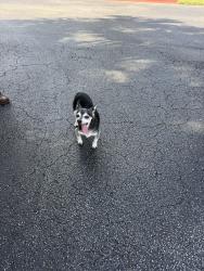 Reunited Male Dog last seen Boynton Lakes Blvd. And Congress Ave., Boynton Beach, FL 33426