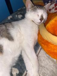 Reunited Female Cat last seen Severn, Severn, MD 21144