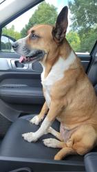Reunited Female Dog last seen Grant and Kitzman, Houston, TX 77429