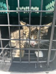 Shelter Stray Male Cat last seen Near Dozier Lane, VIRGINIA BEACH, VA, 23454, 341 S Birdneck Rd, Virginia Beach, VA 23451, USA