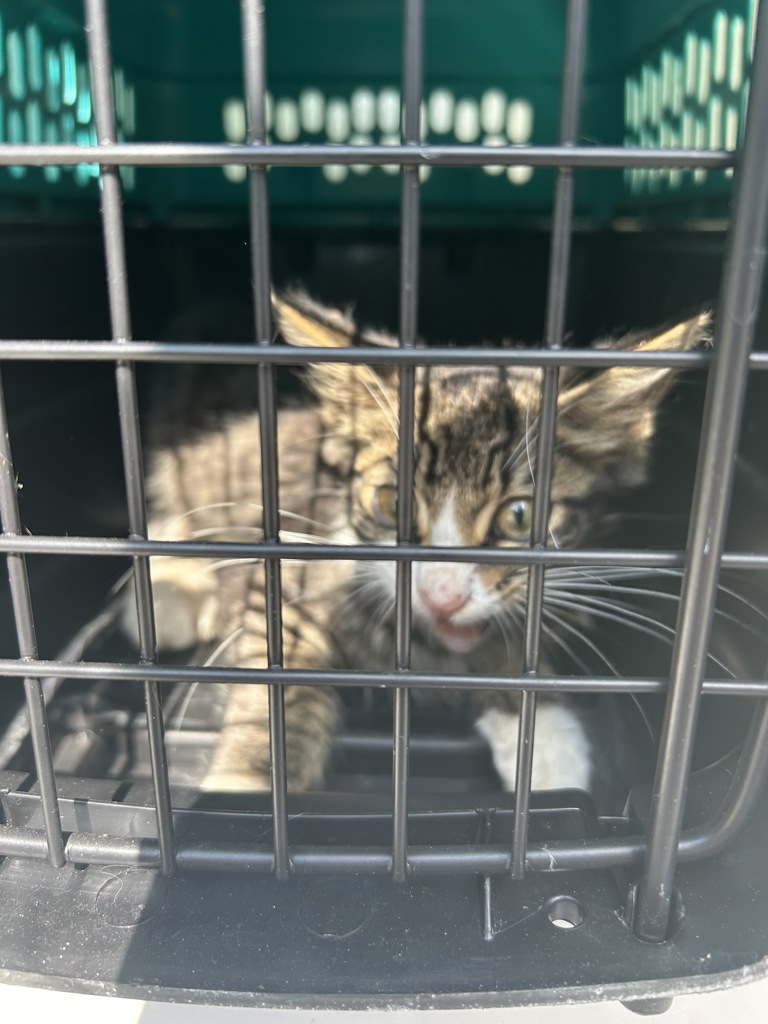 Shelter Stray Male Cat last seen Near Dozier Lane, VIRGINIA BEACH, VA, 23454, 341 S Birdneck Rd, Virginia Beach, VA 23451, USA