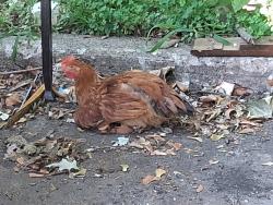 Found/Stray Female Bird last seen Parking Lot of Mill Run apmt Complex (Building 1694), Union, NJ 07083