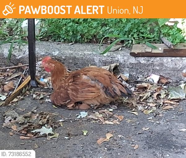 Found/Stray Female Bird last seen Parking Lot of Mill Run apmt Complex (Building 1694), Union, NJ 07083