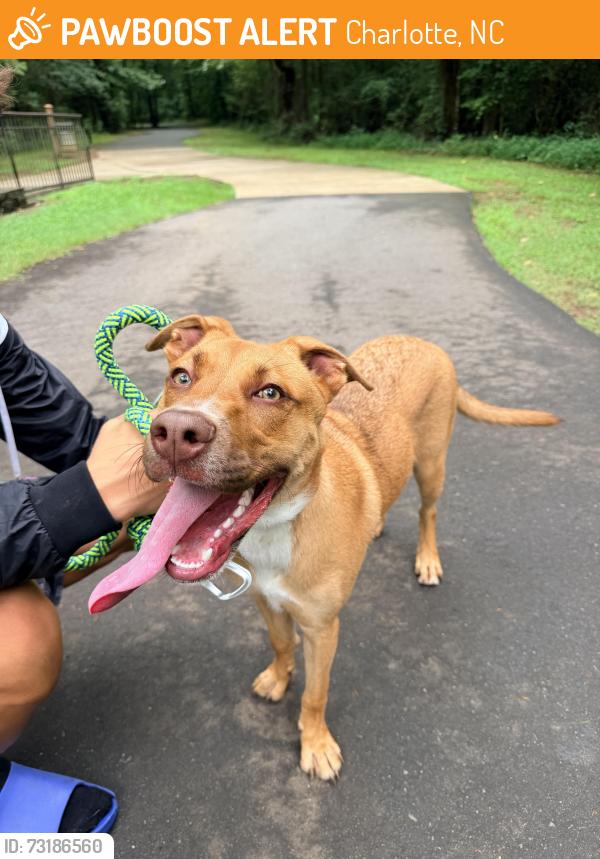 Found/Stray Female Dog last seen Yorkridge drive and Lauren’s Ridge Rd, Charlotte, NC 28273