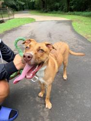 Found/Stray Female Dog last seen Yorkridge drive and Lauren’s Ridge Rd, Charlotte, NC 28273