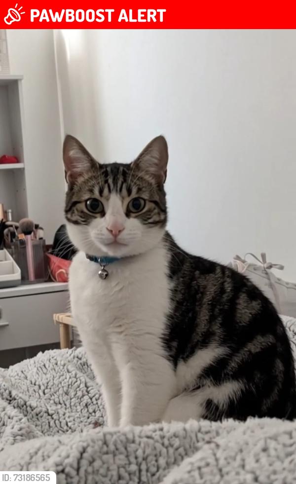 Lost Male Cat last seen Hallcroft road, Whittlesey, England PE7 1HR