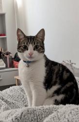 Lost Male Cat last seen Hallcroft road, Whittlesey, England PE7 1HR