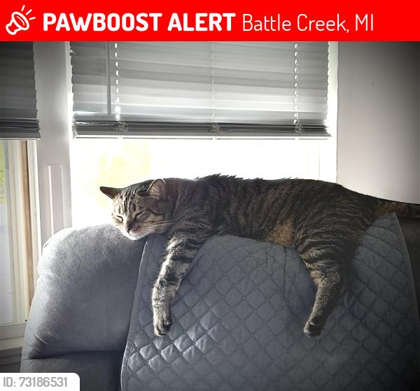 Lost Male Cat last seen Auburn St. / Pawnee St. / Cherokee St., Battle Creek, MI 49014