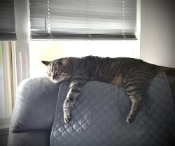 Lost Male Cat last seen Auburn St. / Pawnee St. / Cherokee St., Battle Creek, MI 49014