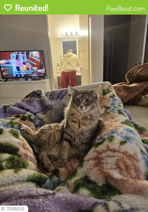 Reunited Female Cat last seen Near, Las Vegas, NV 89108