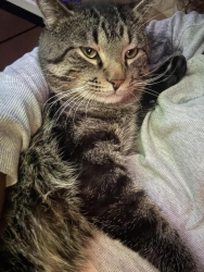 Reunited Male Cat last seen Aquifer Ln, Davenport, FL 33837