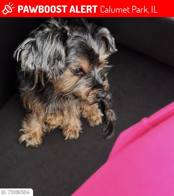 Lost Male Dog last seen Ashland, Calumet Park, IL 60827