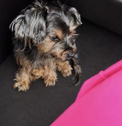 Lost Male Dog last seen Ashland, Calumet Park, IL 60827
