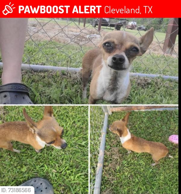 Lost Female Dog last seen Plum grove, Cleveland Texas and 2090, Cleveland, TX 77327
