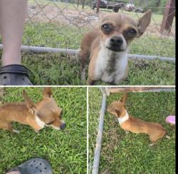 Lost Female Dog last seen Plum grove, Cleveland Texas and 2090, Cleveland, TX 77327