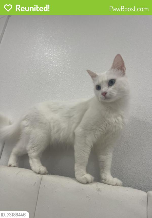 Reunited Female Cat last seen Mardie St, Hayward, CA 94544, USA, Hayward, CA 94544