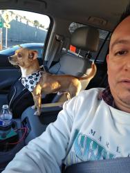 Reunited Male Dog last seen Taylor and 10th, San Jose, CA 95112