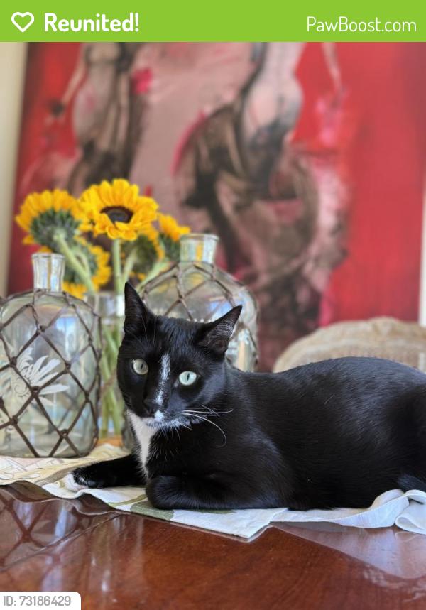 Reunited Male Cat last seen Stonegate Ln, Laguna Niguel, CA 92677