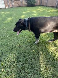Found/Stray Male Dog last seen Holly & Mulberry, Sherman, TX 75090