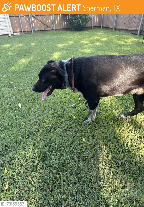 Found/Stray Male Dog last seen Holly & Mulberry, Sherman, TX 75090