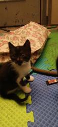 Lost Unknown Cat last seen Via del oro, San Jose, CA 95119