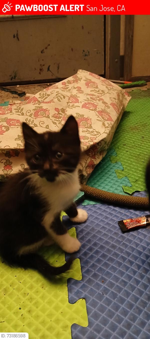 Lost Unknown Cat last seen Via del oro, San Jose, CA 95119