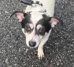Reunited Unknown Dog last seen Hardin Road, Dallas, NC 28034