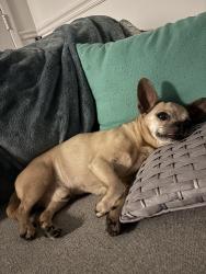 Lost Male Dog last seen Dearmont Ave and Donnybrook Dr, Orlando, FL 32825