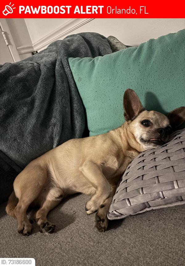 Lost Male Dog last seen Dearmont Ave and Donnybrook Dr, Orlando, FL 32825