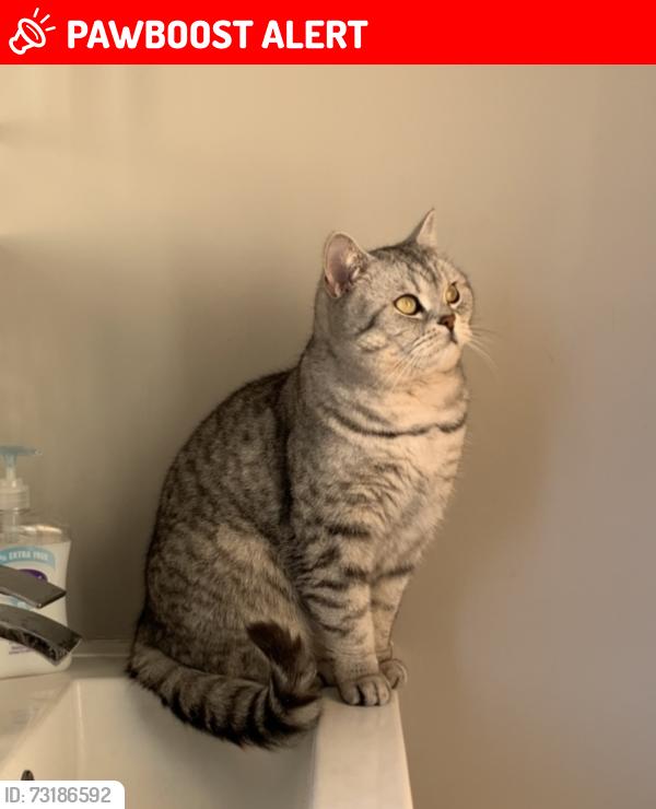 Lost Male Cat last seen Elm Grove, Thorpe Bay, Southend-on-Sea, England SS1 3EY