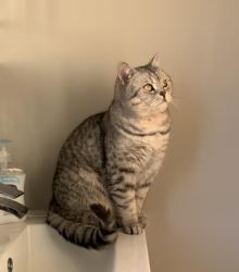 Lost Male Cat last seen Elm Grove, Thorpe Bay, Southend-on-Sea, England SS1 3EY